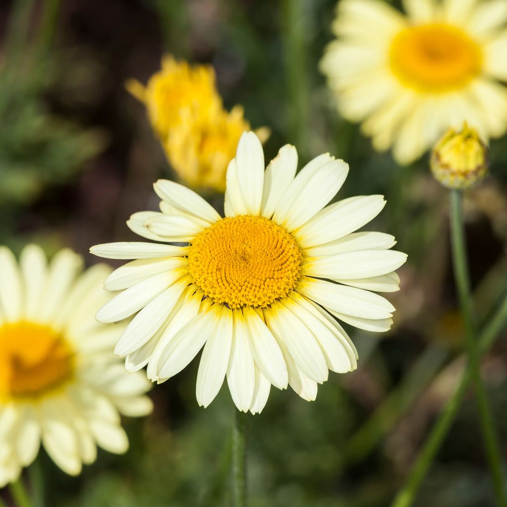 Anthemis tinctoria E.C. Buxton - Camomilla dei tintori