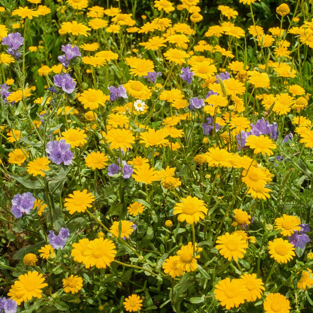 Anthemis tinctoria Kelwayi - Camomilla dei tintori