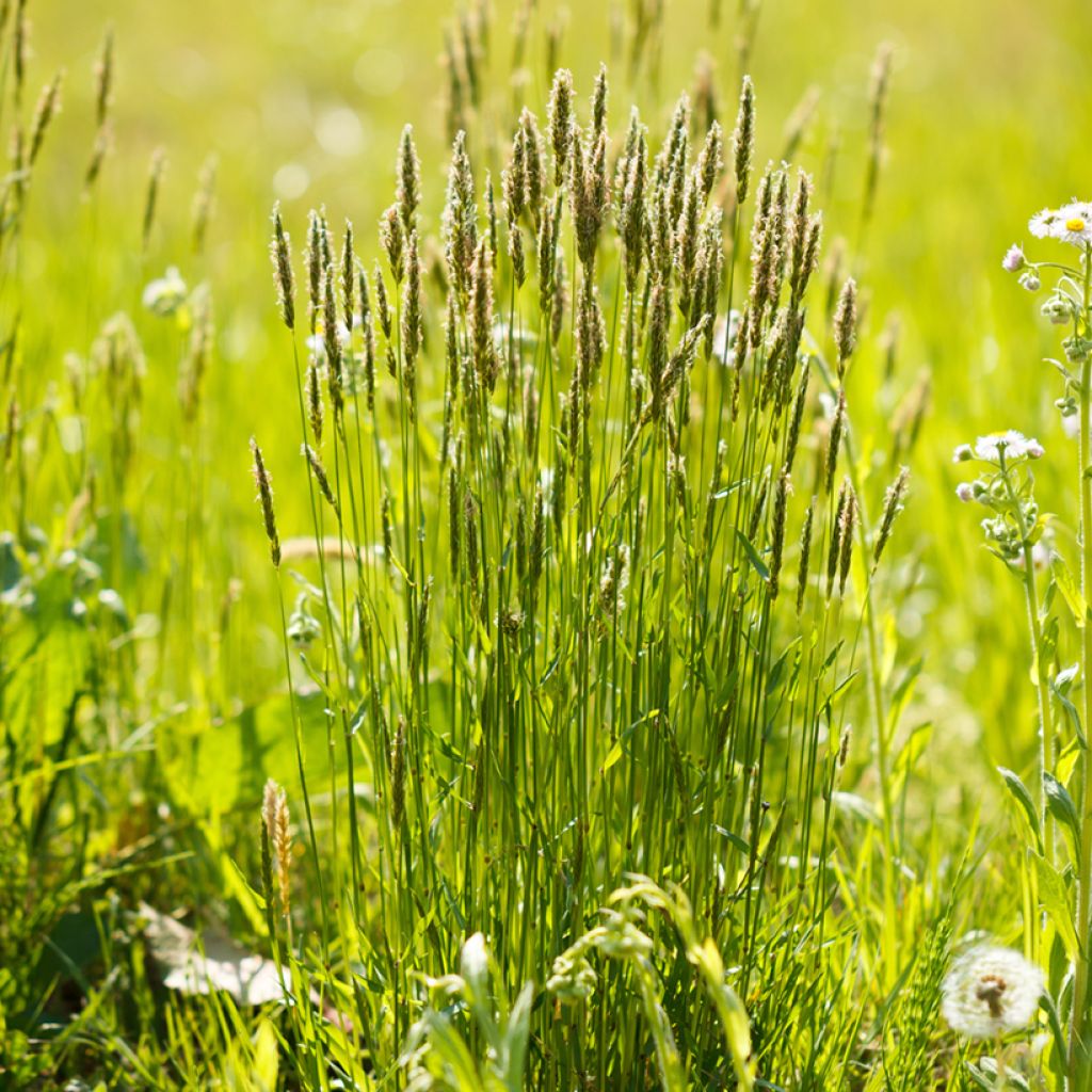 Anthoxanthum odoratum - Paleo odoroso