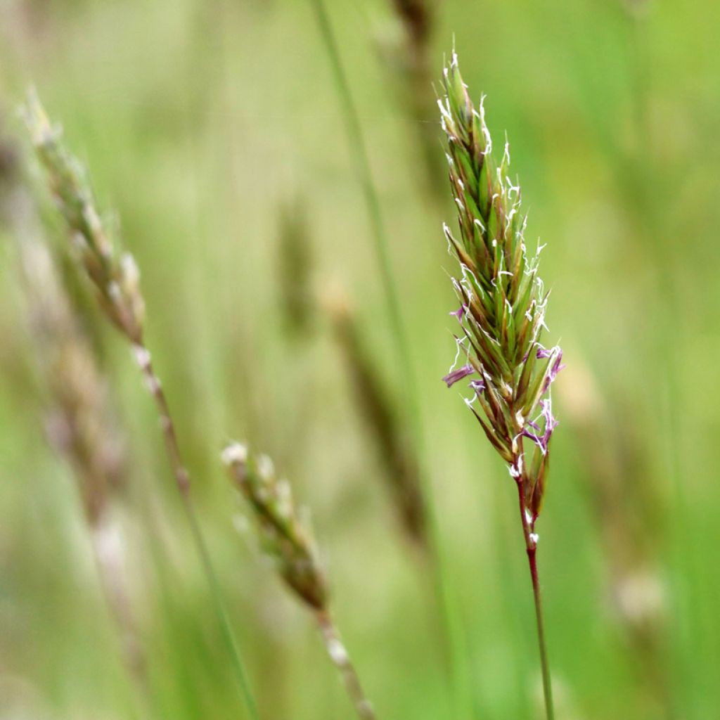 Anthoxanthum odoratum - Paleo odoroso