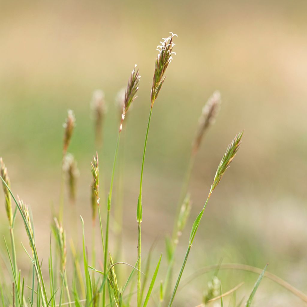 Anthoxanthum odoratum - Paleo odoroso