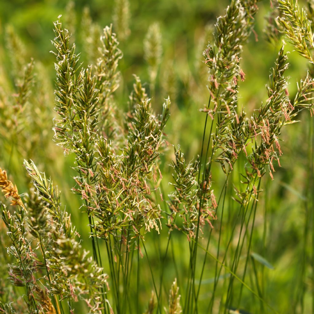 Anthoxanthum odoratum - Paleo odoroso