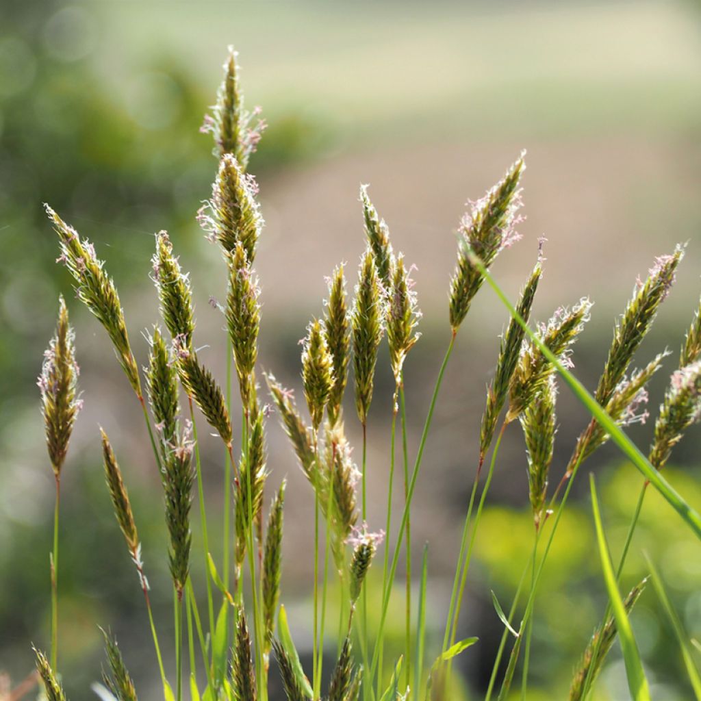 Anthoxanthum odoratum - Paleo odoroso