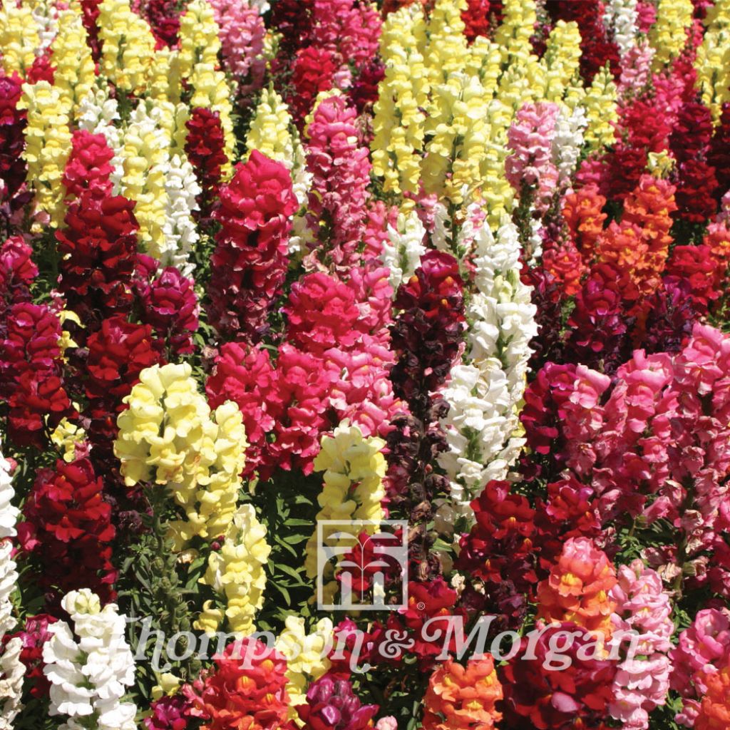 Graines de Muflier nain  Dwarf Bedding Mixed - Antirrhinum nanum