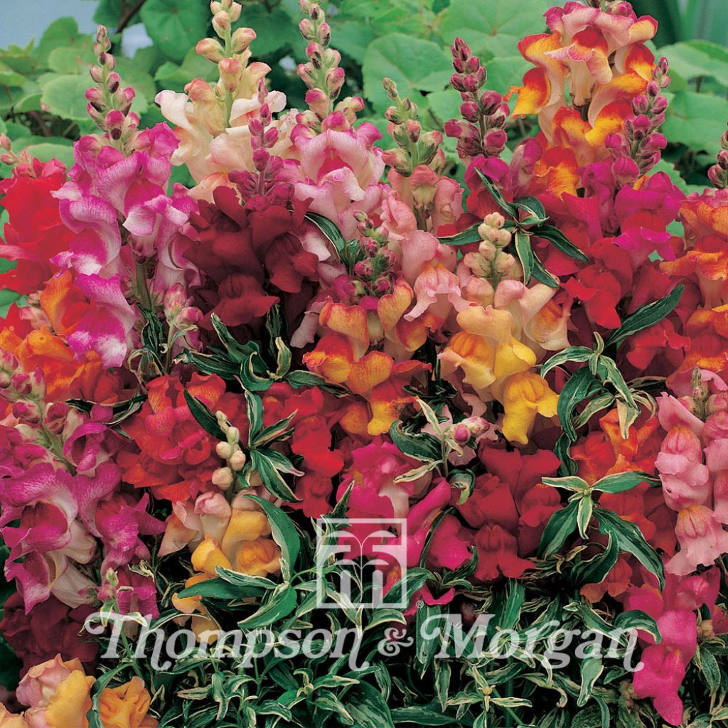 Graines de Muflier nain Frosted Flames -  Antirrhinum nanum