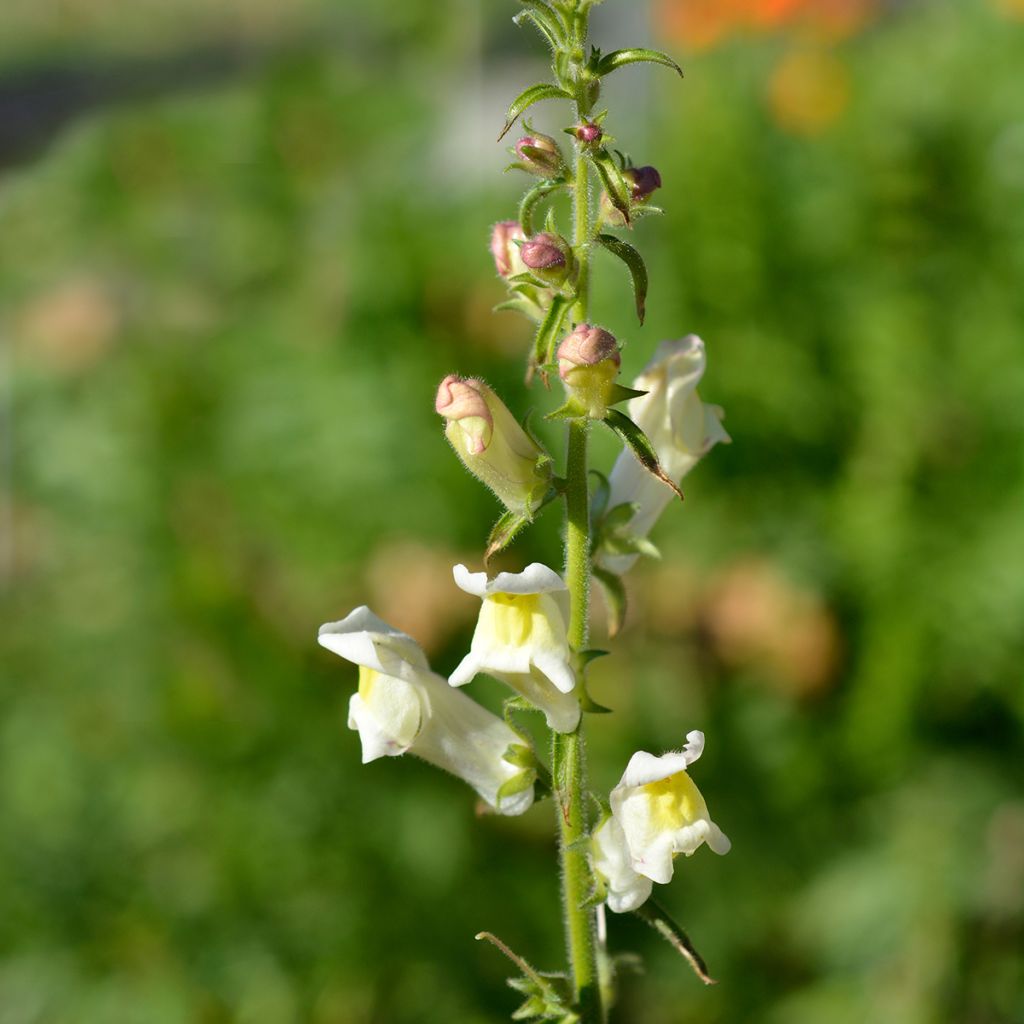 Antirrhinum braun-blanquetii - Antirrino