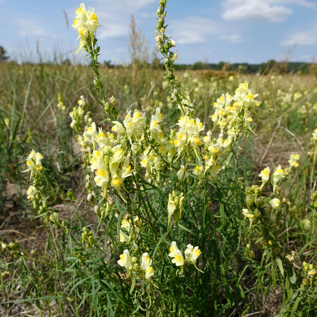 Antirrhinum braun-blanquetii - Antirrino