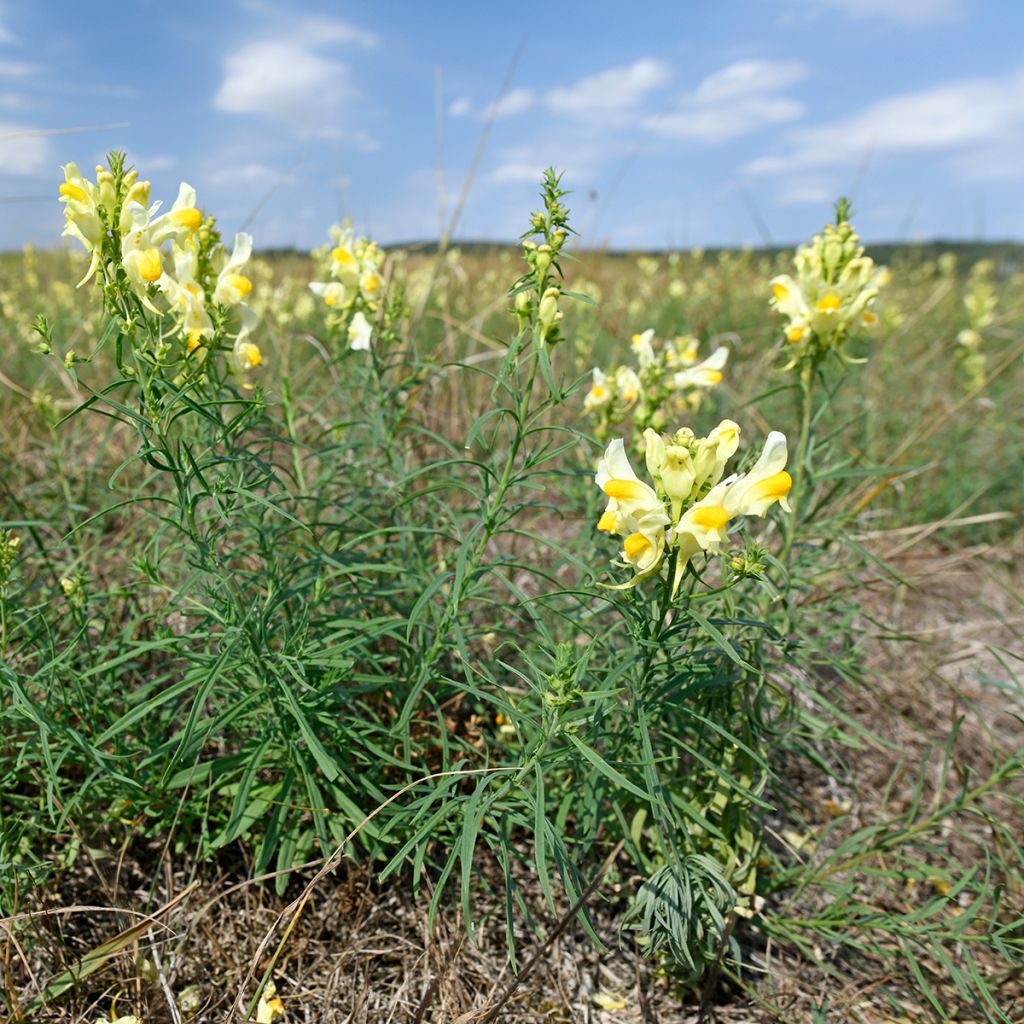 Antirrhinum braun-blanquetii - Antirrino