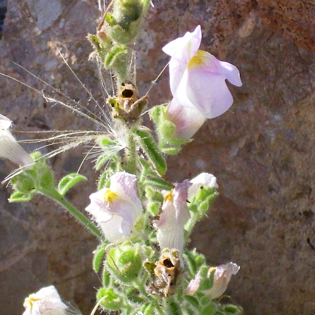 Antirrhinum hispanicum, Muflier