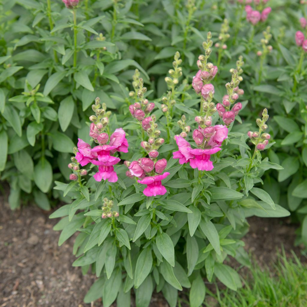 Bocca di leone Pretty in Pink