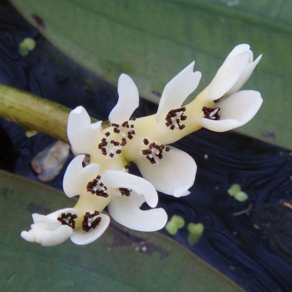 Aponogeton  distachyos - Aponogeton odorant