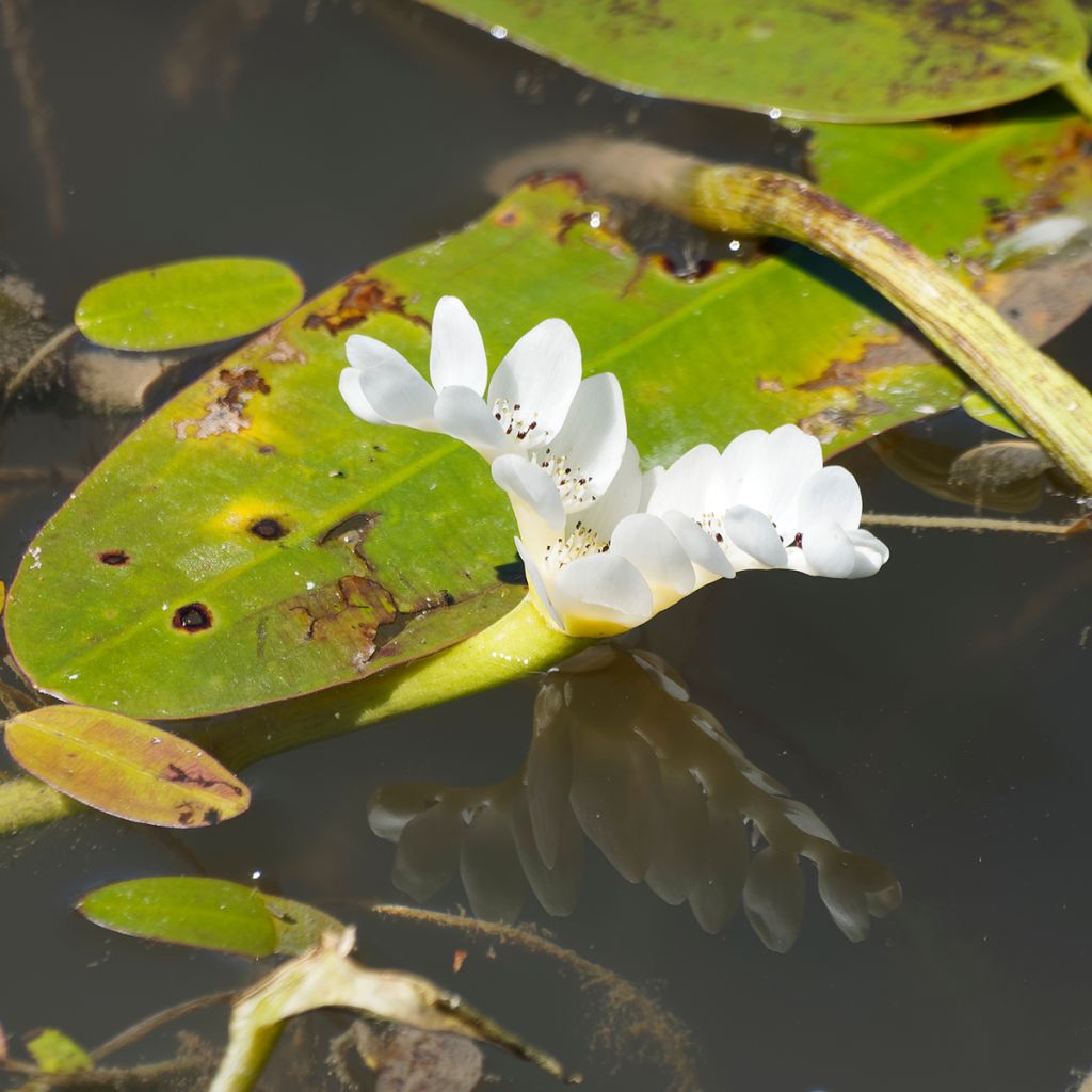 Aponogeton distachyos - Biancospino d'acqua