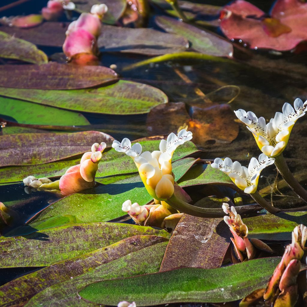 Aponogeton distachyos - Biancospino d'acqua