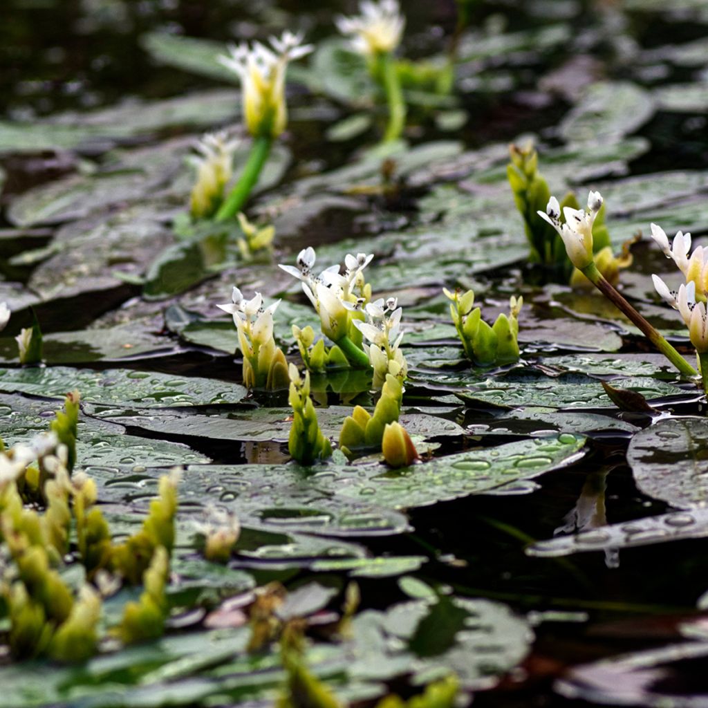 Aponogeton distachyos - Biancospino d'acqua