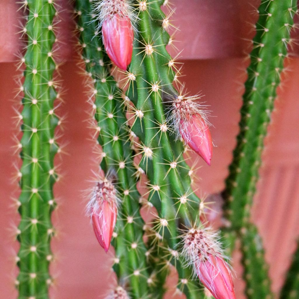 Aporophyllum malisonii