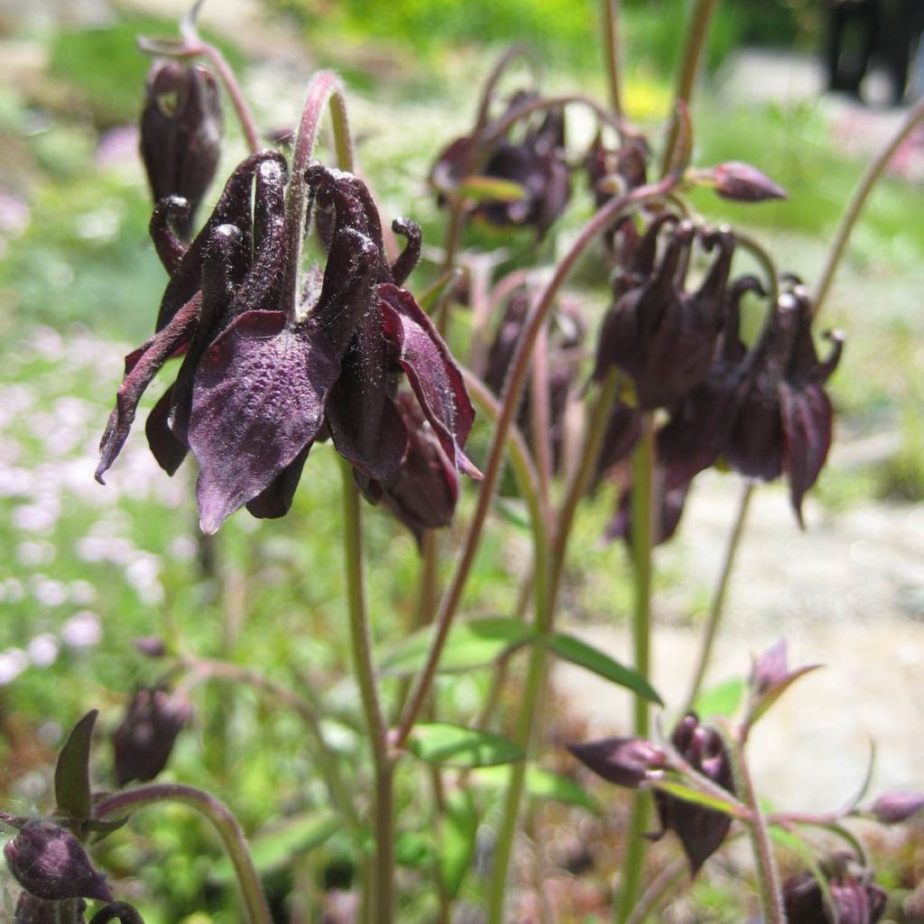 Aquilegia viridiflora Chocolate Soldier