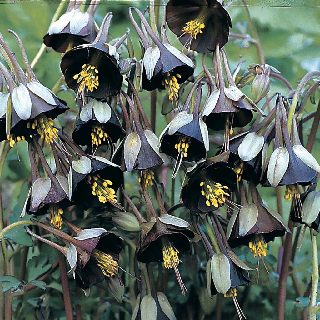 Aquilegia viridiflora Chocolate Soldier