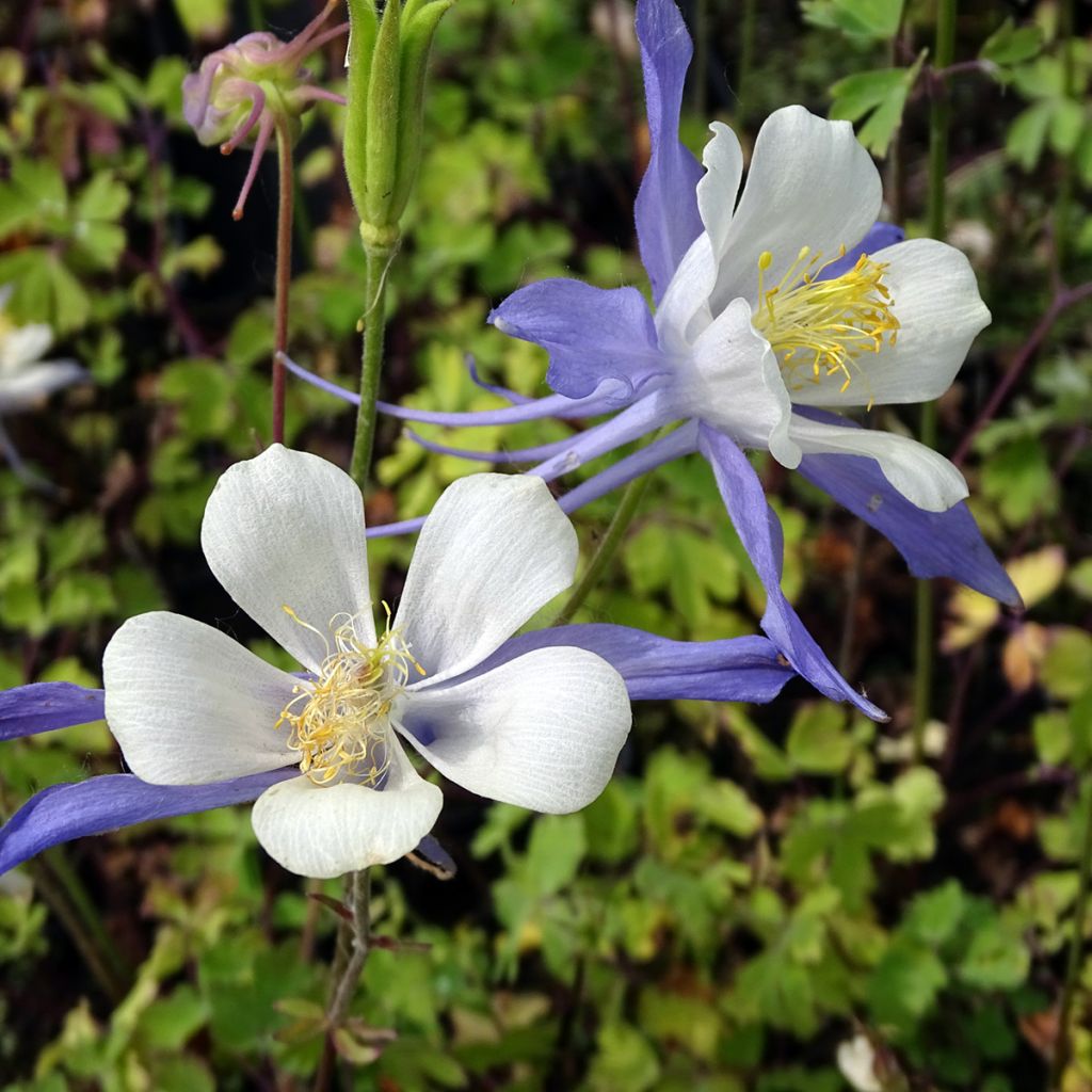 Ancolie Mrs M. Nicholls - Aquilegia (x) hybrida