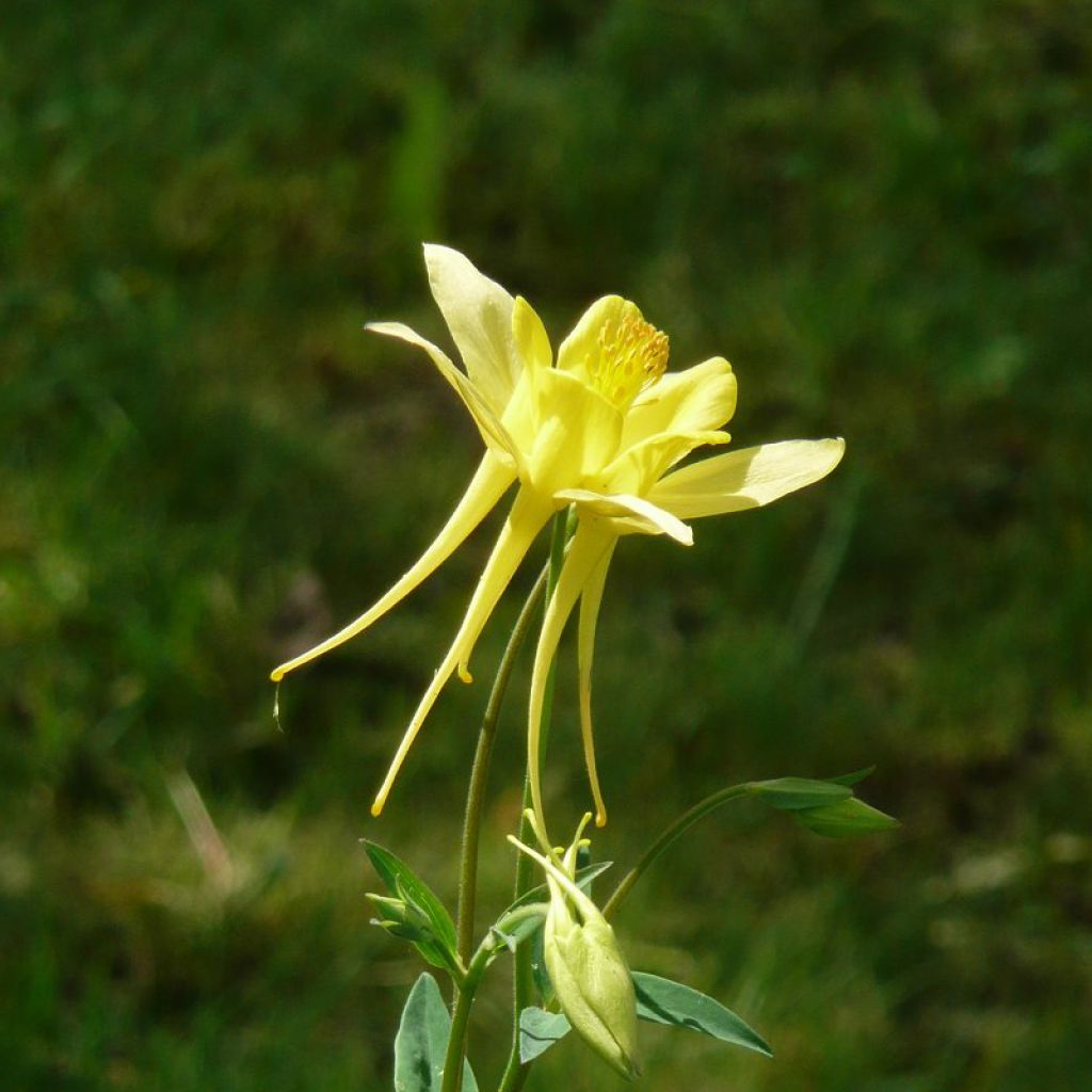 Ancolie, Aquilegia Songbird Series Goldfinch