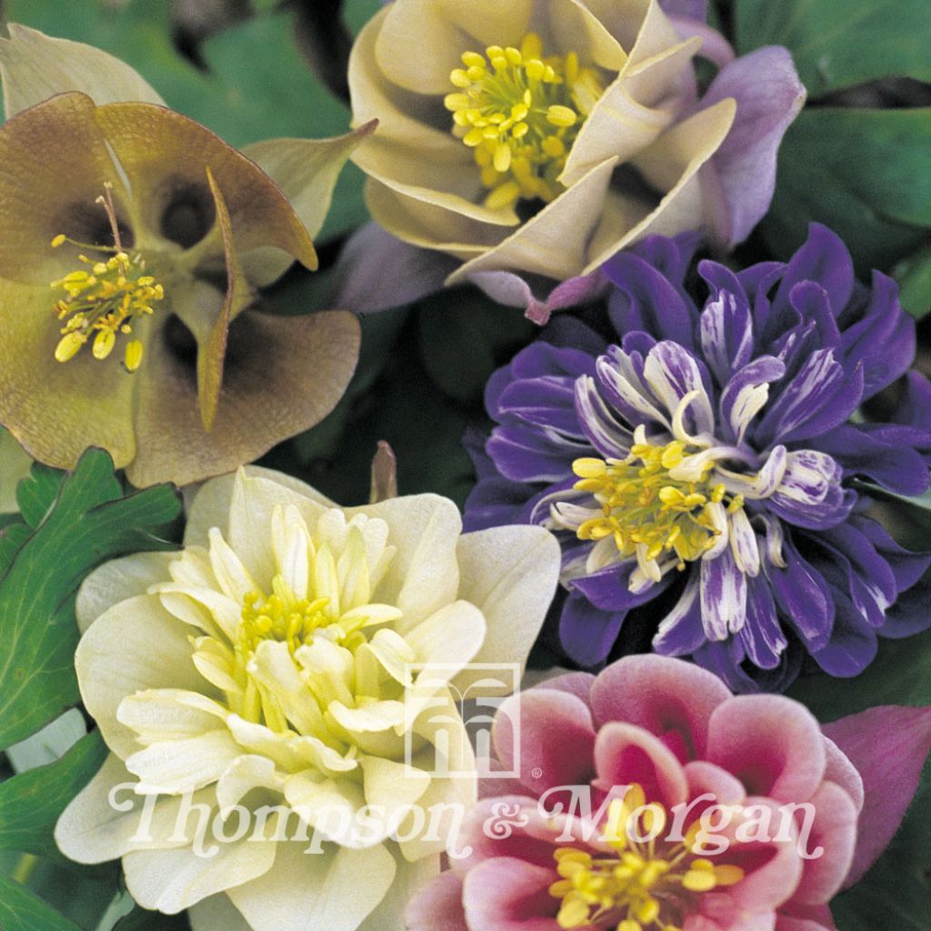 Graines d'Aquilegia Sweet Rainbows - Ancolie des jardins hybride en mélange