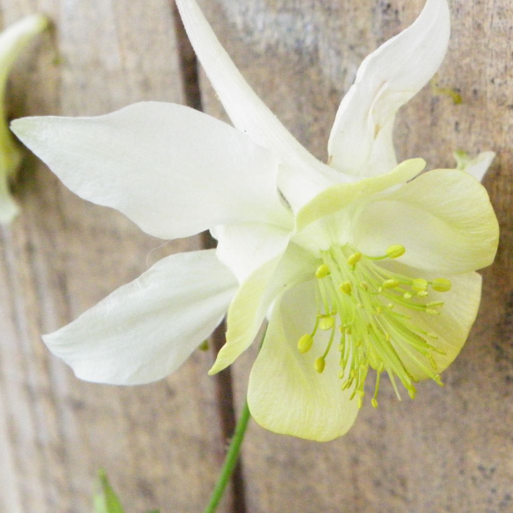 Ancolie, Aquilegia caerulea Kristall