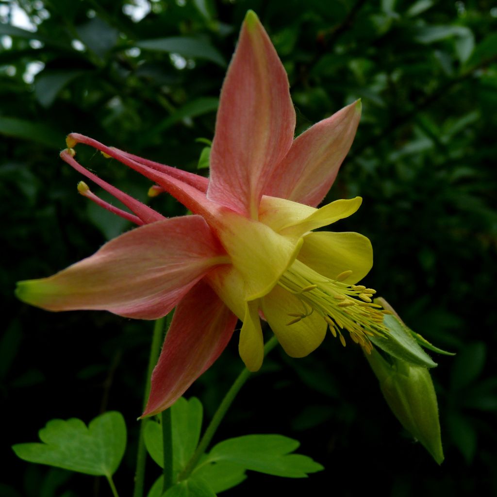 Ancolie du Canada, Aquilegia canadensis