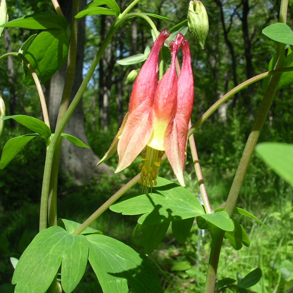 Ancolie du Canada, Aquilegia canadensis