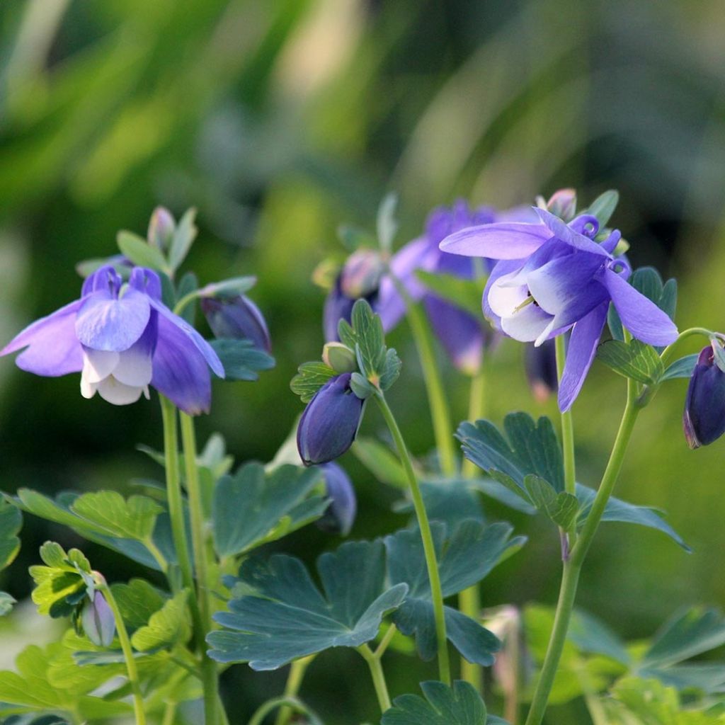 Ancolie naine - Aquilegia flabellata Cameo Blue and White