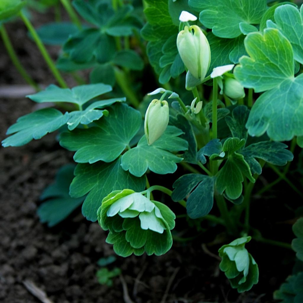 Ancolie, Aquilegia flabellata var. pumila alba