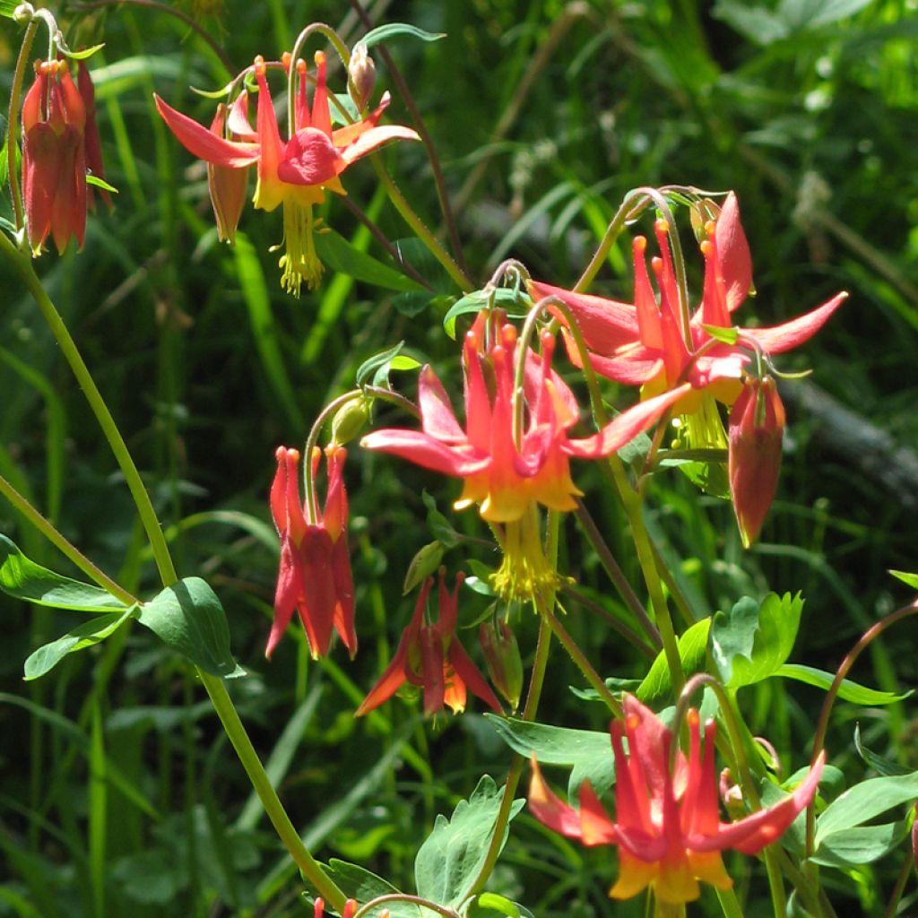 Ancolie, Aquilegia formosa