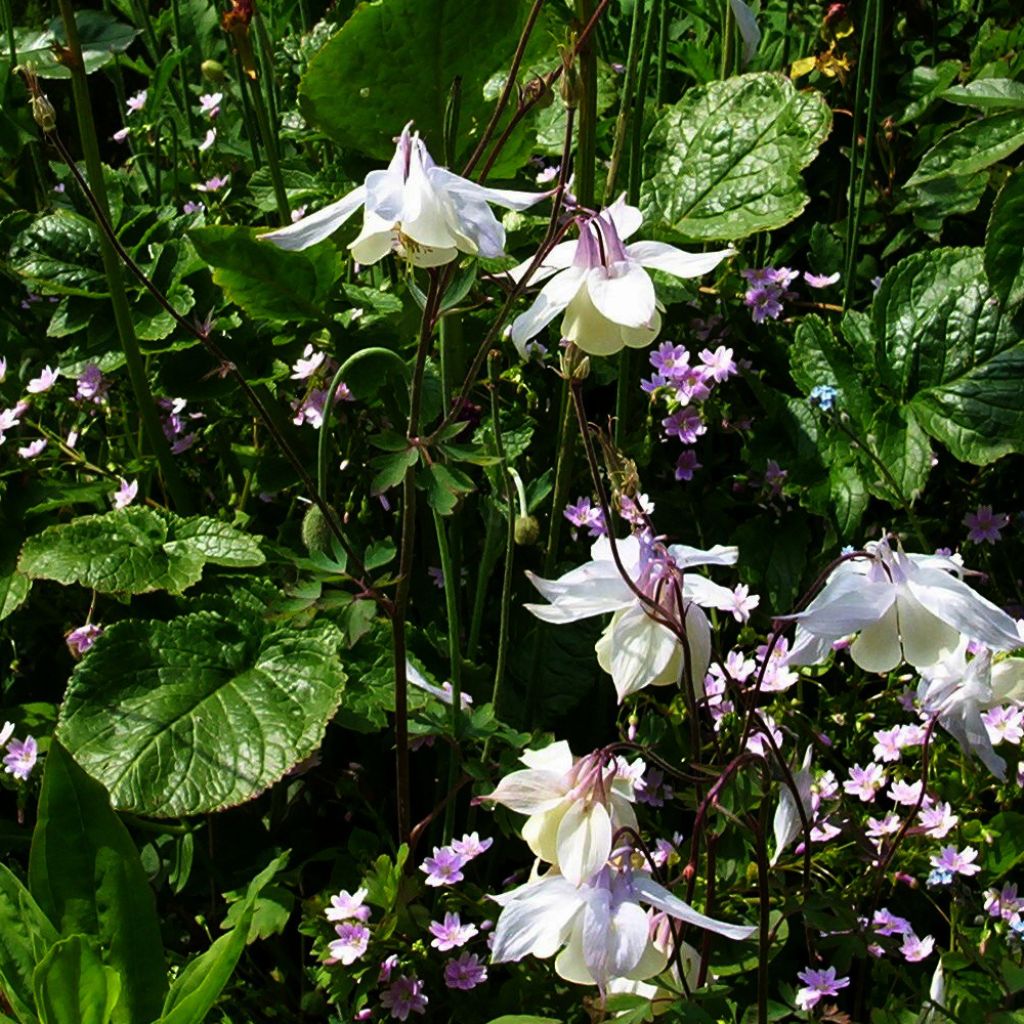 Ancolie, Aquilegia fragrans