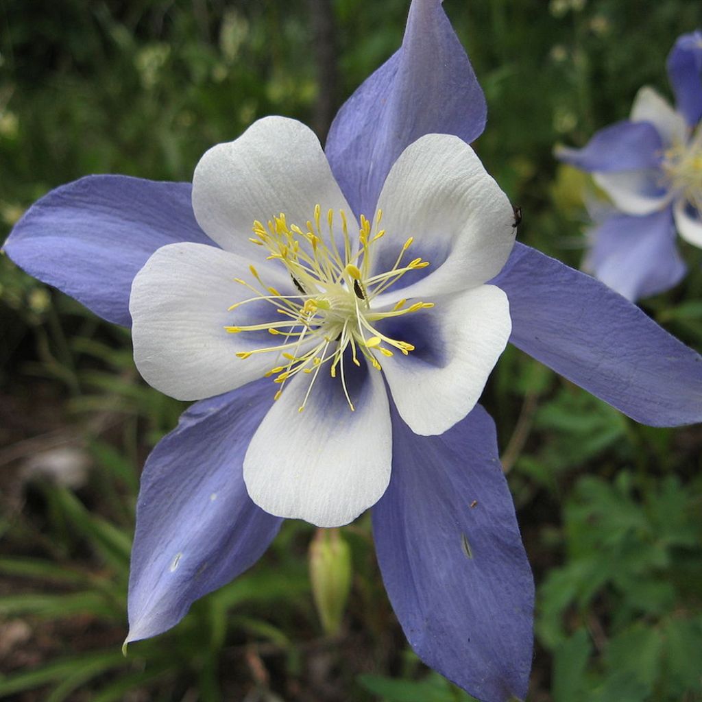 Ancolie, Aquilegia sibirica