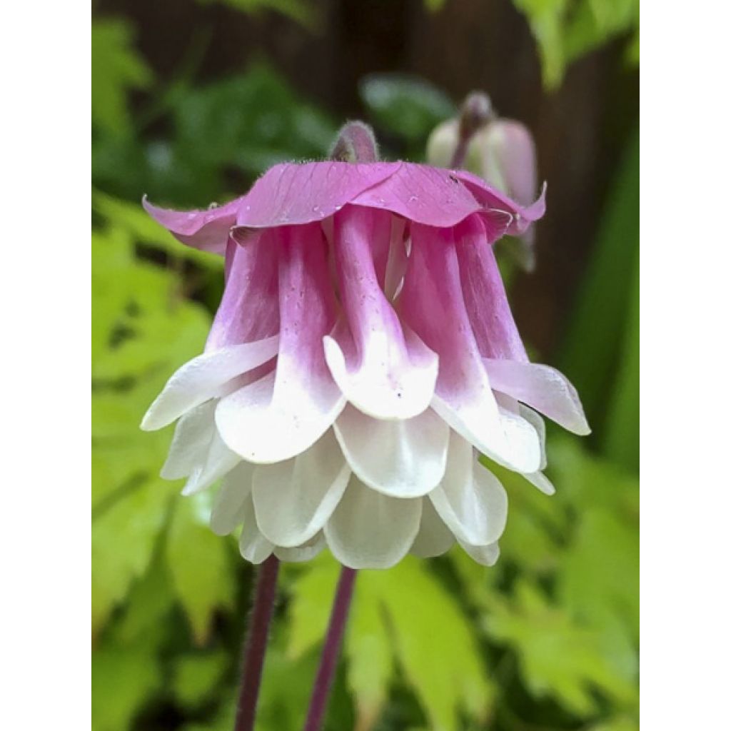 Aquilegia vulgaris Pink Petticoat