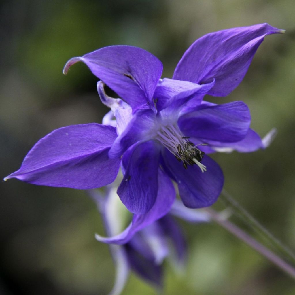 Aquilegia vulgaris