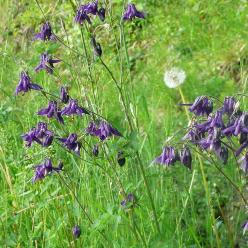 Aquilegia vulgaris