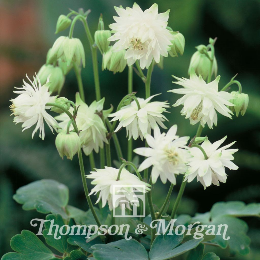 Graines d'Aquilegia x hybrida Green Apples - Ancolie des jardins hybride