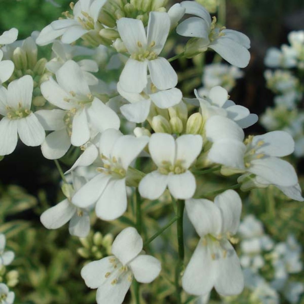 Arabis Ferdinandi Coburgii Old Gold, Corbeille d'Argent