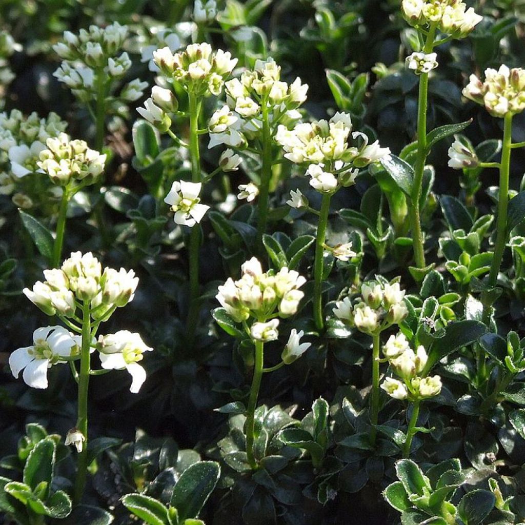 Arabis Ferdinandi Coburgi