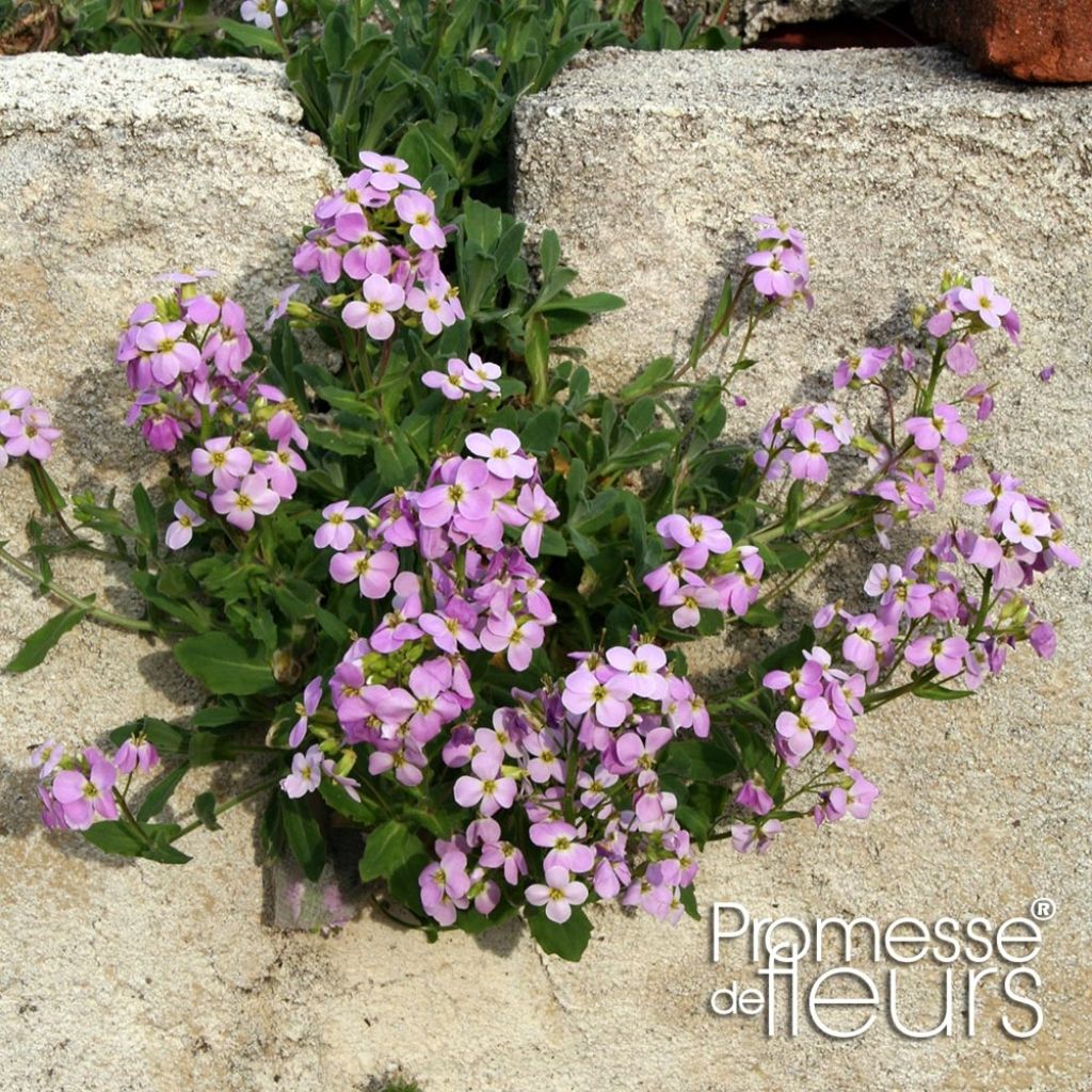 Arabis caucasia Rosea - Arabette du Caucase 