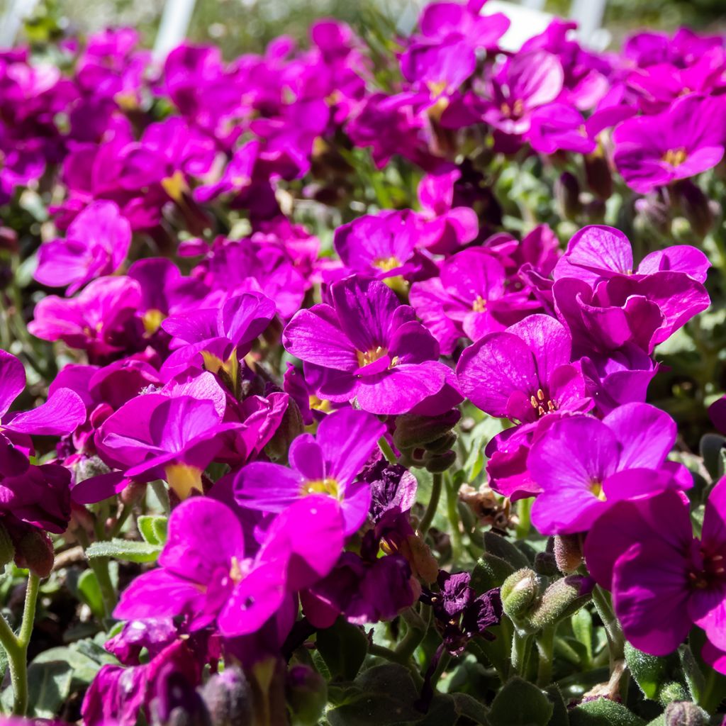 Arabis caucasica Aubris Deep Rose