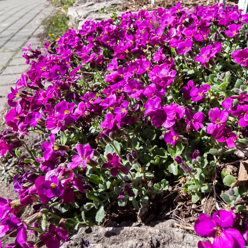 Arabis caucasica Aubris Deep Rose