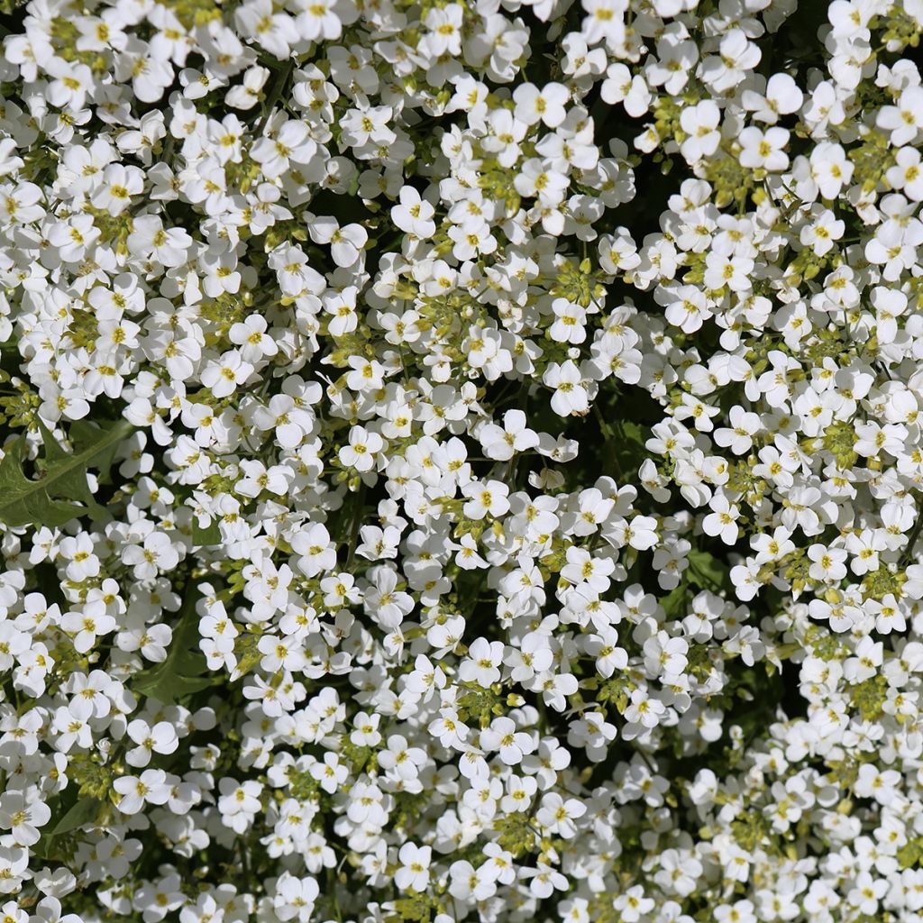 Arabis caucasica Snowcap