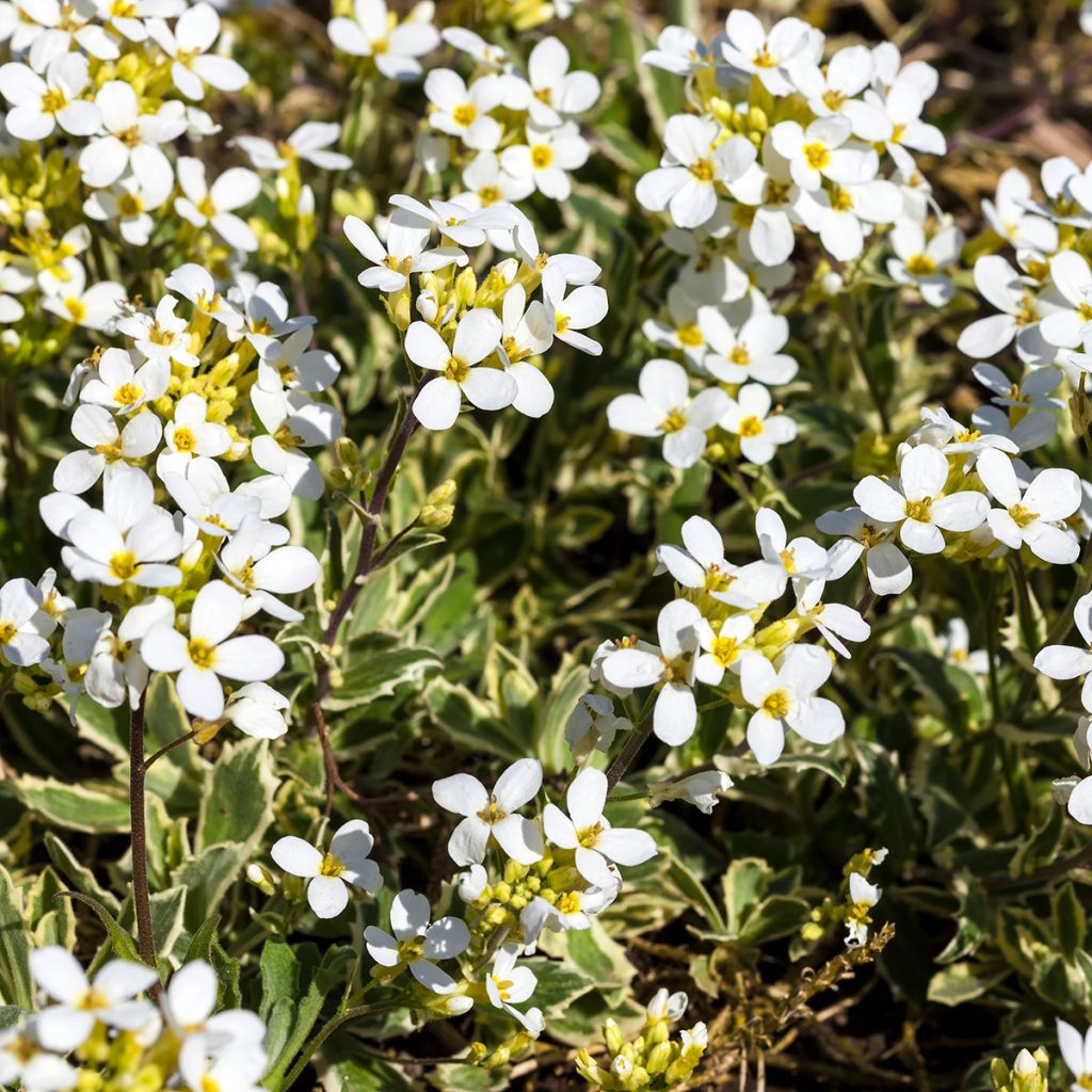 Arabis caucasica Variegata