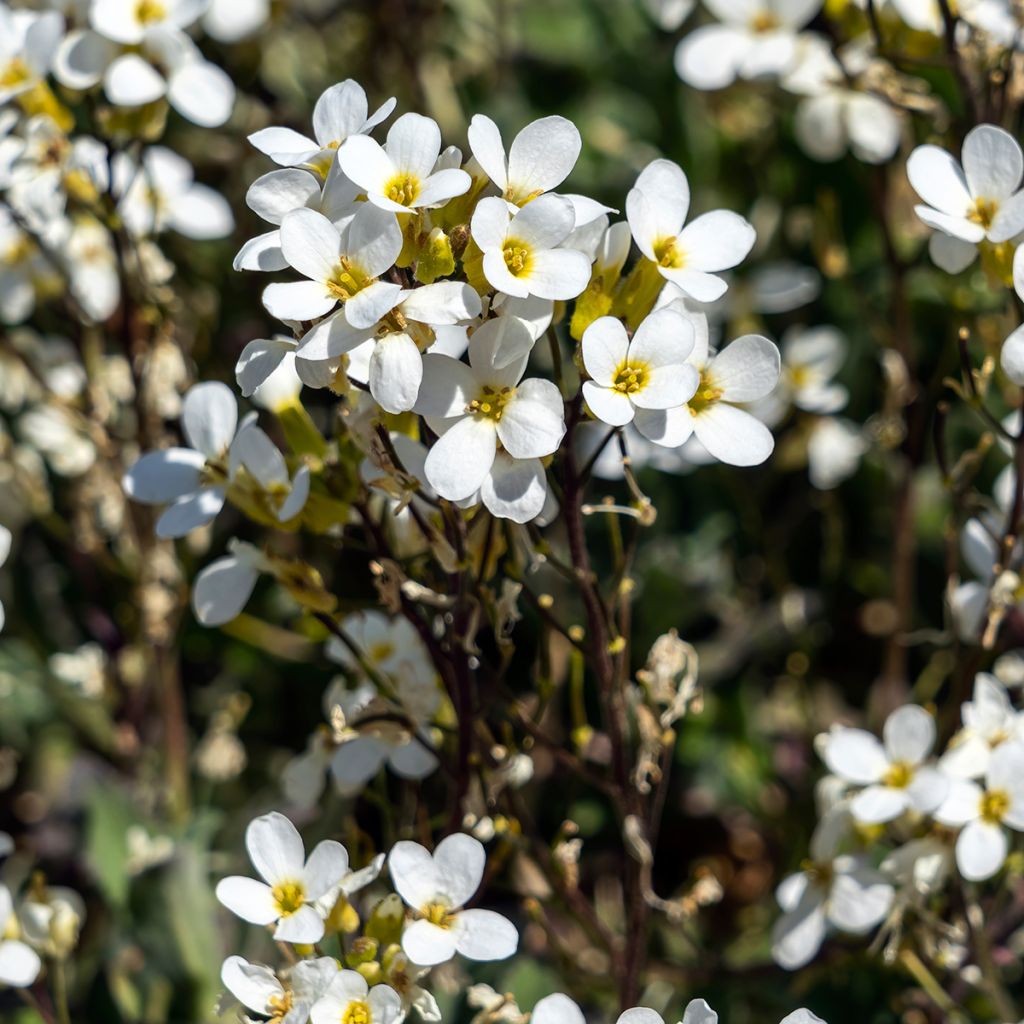 Arabis caucasica Variegata