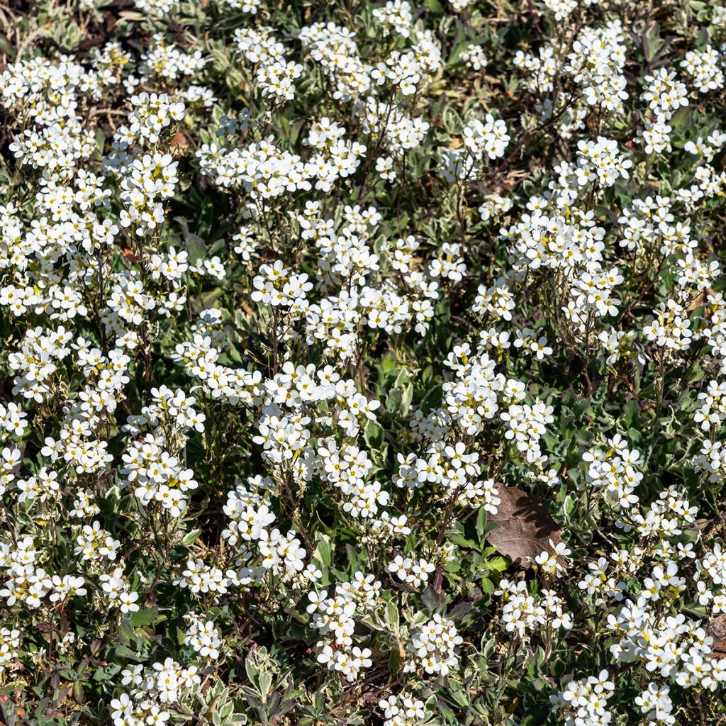 Arabis caucasica Variegata