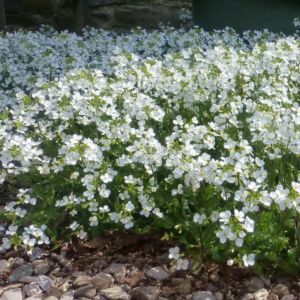 Arabis procurrens Neuschnee