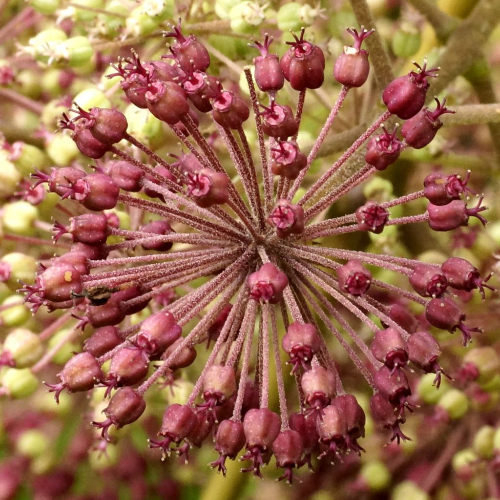 Aralia californica