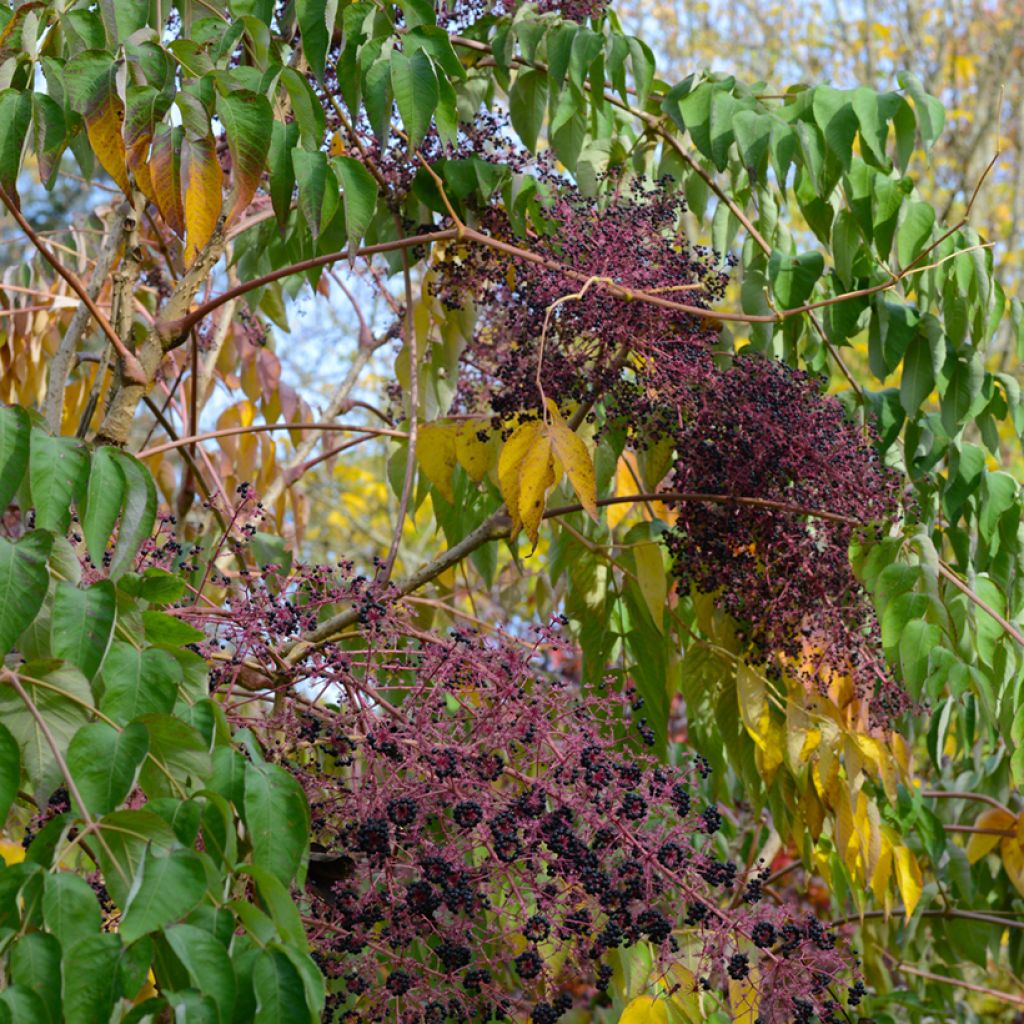 Aralia elata - Angelica del Giappone