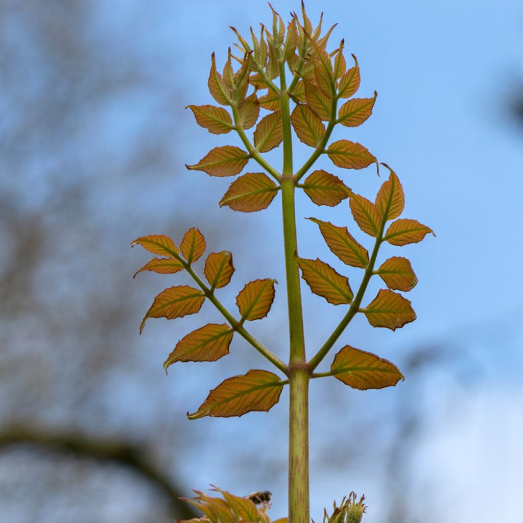 Aralia elata - Angelica del Giappone