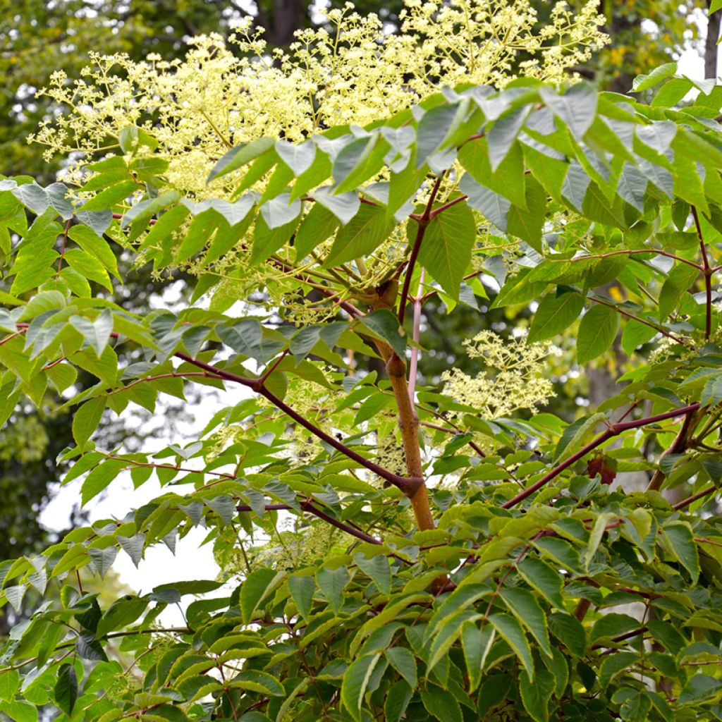 Aralia elata - Angelica del Giappone